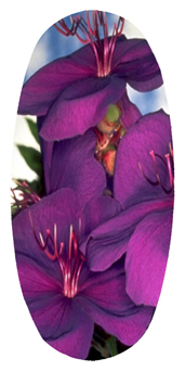 DASOV 025 Purple Roadsidea